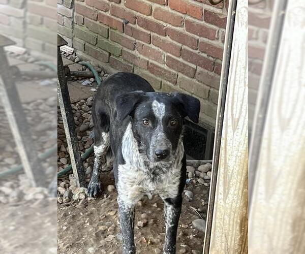 Medium Photo #1 Mutt Puppy For Sale in Louisville, KY, USA