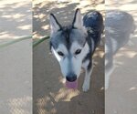 Small Photo #8 Siberian Husky Puppy For Sale in Apple Valley, CA, USA