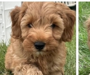 Goldendoodle (Miniature) Puppy for sale in HULL, IA, USA