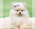 Small #3 Pomeranian