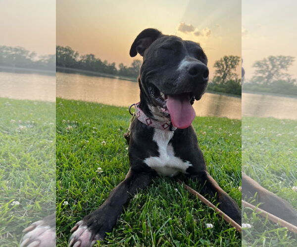Medium Photo #49 American Pit Bull Terrier-Unknown Mix Puppy For Sale in Germantown, OH, USA