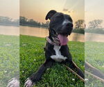 Small #48 American Pit Bull Terrier Mix