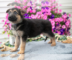 Small #2 German Shepherd Dog