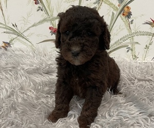 Goldendoodle-Poodle (Standard) Mix Puppy for sale in HILLSBORO, OH, USA