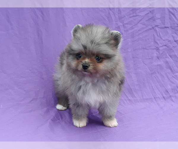 Medium Photo #4 Pomeranian Puppy For Sale in WEST PALM BEACH, FL, USA