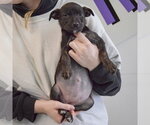 Small #4 Jack Russell Terrier Mix