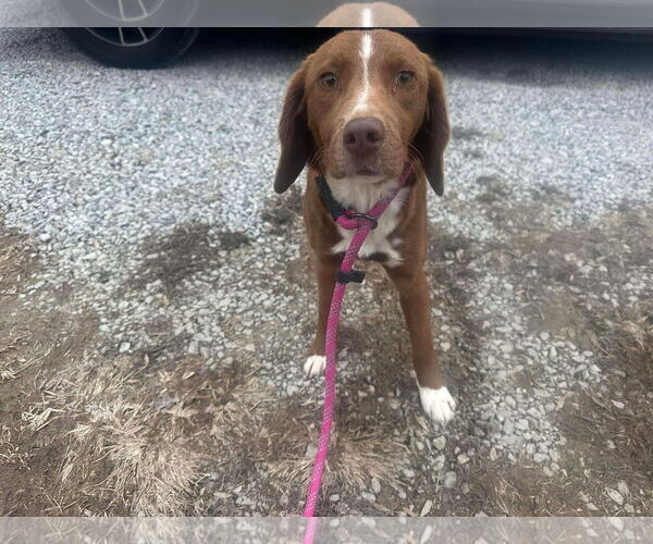 Medium Photo #3 Labrador Retriever-Unknown Mix Puppy For Sale in Westwood, NJ, USA