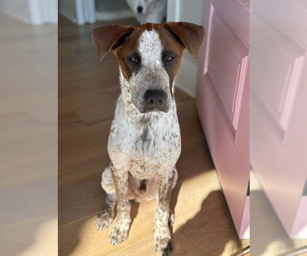 Medium Photo #2 Bluetick Coonhound-Unknown Mix Puppy For Sale in Louisville, KY, USA