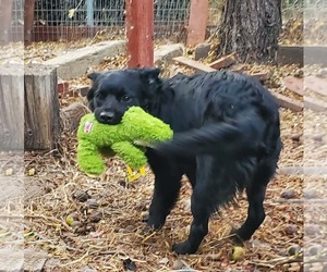 Colonial Cocker Spaniel-Retriever  Mix Dogs for adoption in Fresno, CA, USA