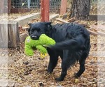 Small Colonial Cocker Spaniel-Retriever  Mix