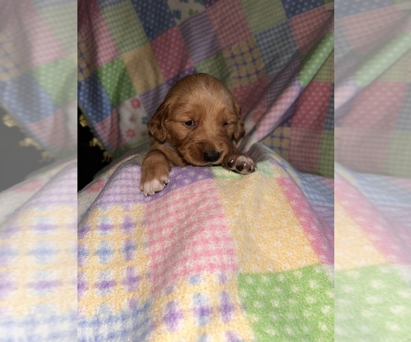 Medium Photo #7 Golden Retriever Puppy For Sale in ALLEGAN, MI, USA