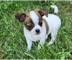 Small #1 Chihuahua