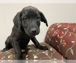 Small Photo #1 Labrador Retriever Puppy For Sale in Holly Springs, NC, USA