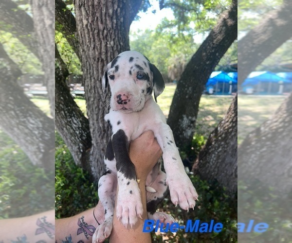 Medium Photo #26 Great Dane Puppy For Sale in FORT DENAUD, FL, USA