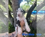 Small #25 Great Dane