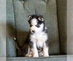 Small #3 Siberian Husky