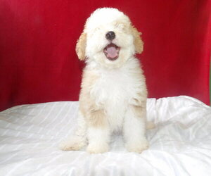 Medium Bernedoodle