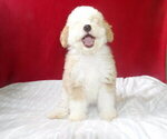 Puppy 1 Bernedoodle
