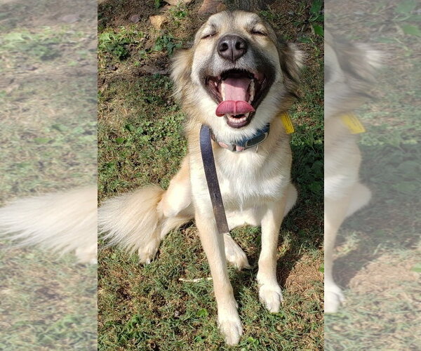 Medium Photo #2 Anatolian Shepherd Puppy For Sale in Mount Airy, NC, USA
