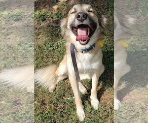 Pepper - Female Anatolian Shepherd Dog for Adoption - Photo #2