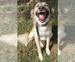 Small #1 Anatolian Shepherd