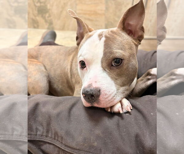 Medium Photo #2 Mutt Puppy For Sale in Jefferson, WI, USA