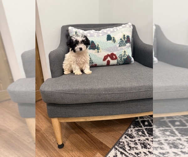 Medium Photo #9 Poodle (Miniature) Puppy For Sale in CENTRALIA, IL, USA