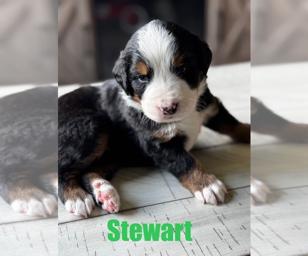 Medium Photo #10 Bernese Mountain Dog Puppy For Sale in EVART, MI, USA