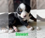 Small #9 Bernese Mountain Dog
