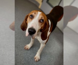 Treeing Walker Coonhound Dogs for adoption in Low Moor, VA, USA