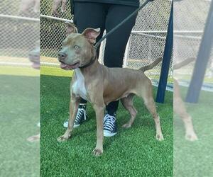 American Pit Bull Terrier-Unknown Mix Dogs for adoption in Baytown, TX, USA