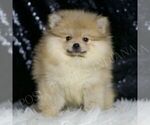 Small #2 Pomeranian