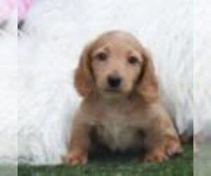 Dachshund Puppy for sale in MARIETTA, GA, USA