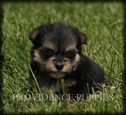Havashire Puppy for sale in WAYLAND, IA, USA