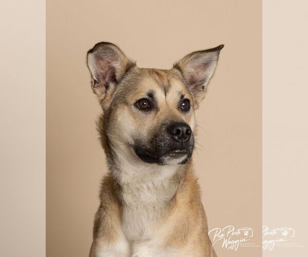 Medium Photo #5 Labrador Retriever-Unknown Mix Puppy For Sale in Claremore, OK, USA