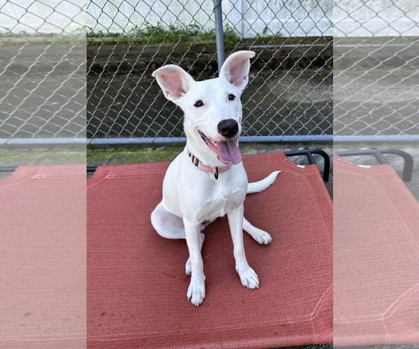 Medium Photo #3 Carolina Dog-Unknown Mix Puppy For Sale in Rockaway, NJ, USA