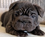 Small Photo #16 French Bulldog Puppy For Sale in GOSHEN, IN, USA