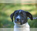 Small #2 Beagle-Border Collie Mix