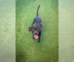 Small #8 Labrador Retriever Mix