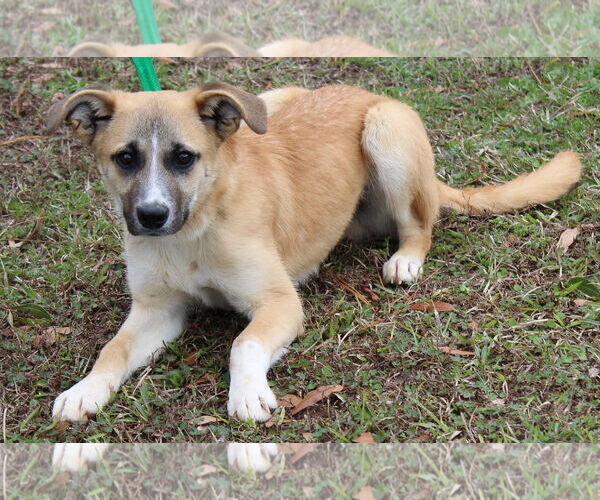 Medium Photo #3 Mutt Puppy For Sale in Prattville, AL, USA