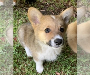 Pembroke Welsh Corgi Puppy for sale in SANTA MONICA, CA, USA