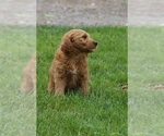 Small #3 Goldendoodle (Miniature)