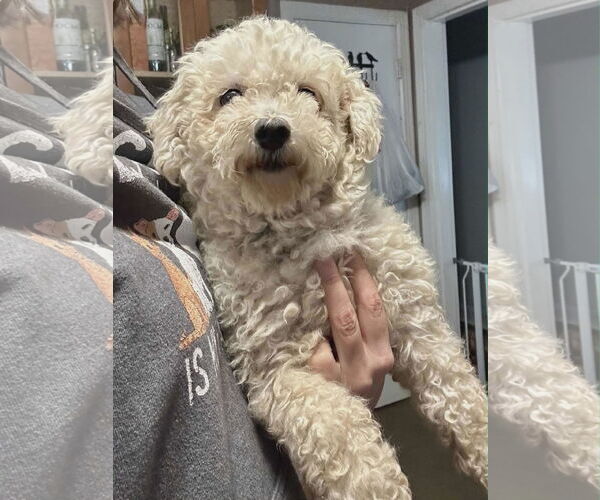 Medium Photo #2 Bichon Frise Puppy For Sale in Croydon, NH, USA