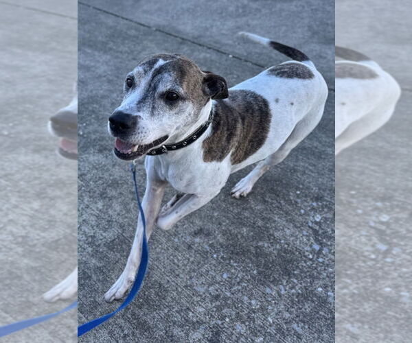 Medium Photo #2 Boxer-Unknown Mix Puppy For Sale in Evansville, IN, USA