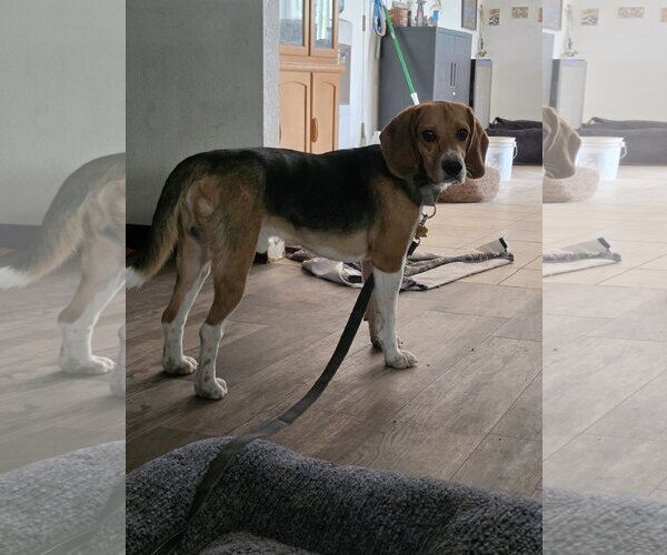 Medium Photo #11 Beagle Puppy For Sale in Las Vegas, NV, USA