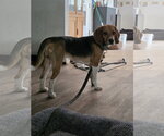 Small #10 Beagle