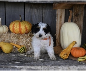 Bernedoodle (Miniature) Puppy for sale in MILLERSBURG, OH, USA