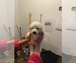 Small Photo #4 Great Pyrenees Puppy For Sale in NEWTONVILLE, NJ, USA