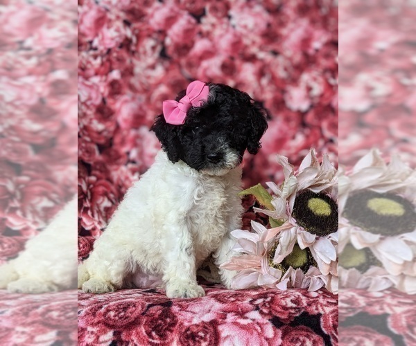 Medium Photo #3 Poodle (Miniature)-Sheepadoodle Mix Puppy For Sale in GLEN ROCK, PA, USA
