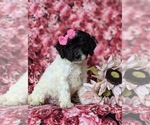 Small Photo #3 Poodle (Miniature)-Sheepadoodle Mix Puppy For Sale in GLEN ROCK, PA, USA